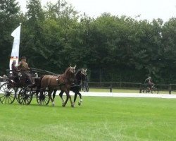 jumper Ziezo (KWPN (Royal Dutch Sporthorse), 2004)