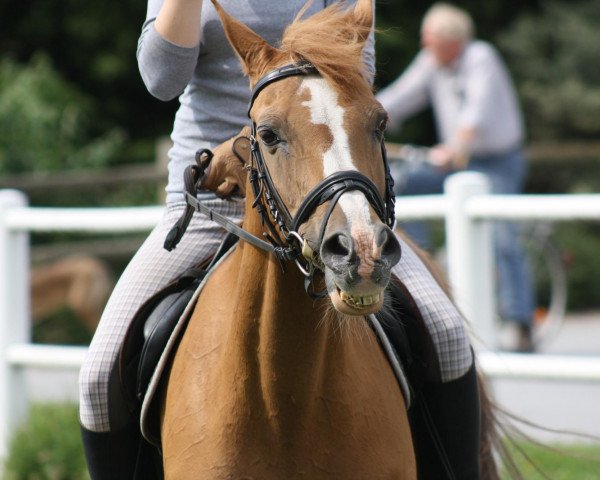 Pferd Bandit 383 (Deutsches Reitpony, 1988)