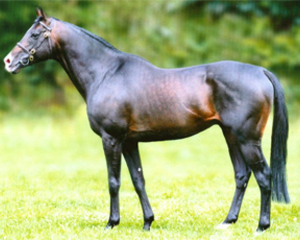 stallion Noroit xx (Thoroughbred, 1998, from Monsun xx)