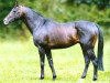 stallion Noroit xx (Thoroughbred, 1998, from Monsun xx)