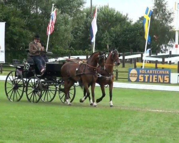 Pferd Szikra 20 (KWPN (Niederländisches Warmblut), 2003, von Roy M)