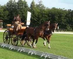 horse Awandro (KWPN (Royal Dutch Sporthorse), 2005, from Moneymaker)