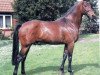 stallion Aarking xx (Thoroughbred, 1979, from Authi xx)