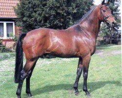 stallion Aarking xx (Thoroughbred, 1979, from Authi xx)