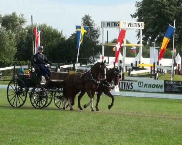 Pferd Scampolo 49 (KWPN (Niederländisches Warmblut), 2002, von Larix)