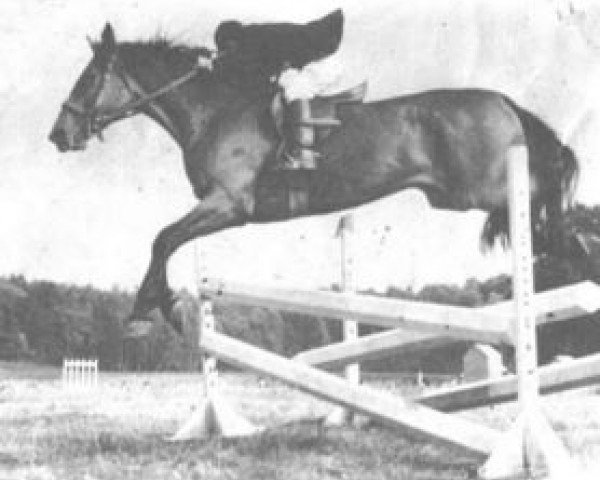Pferd Quenotte (Selle Français, 1960, von Lurioso)