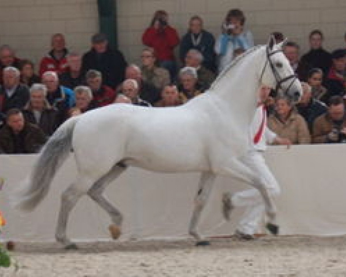 Deckhengst Indorado (Holsteiner, 1990, von Corrado I)