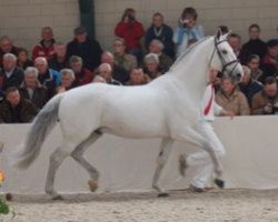 Deckhengst Indorado (Holsteiner, 1990, von Corrado I)