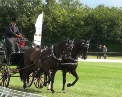 Pferd Don Marcell (Schwedisches Warmblut, 2003, von Don Primero)