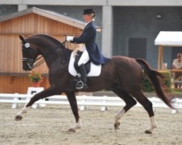stallion Renier (Oldenburg, 1994, from Rubinstein I)