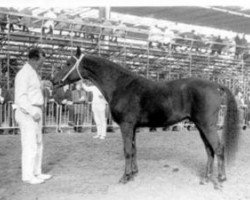 stallion Golden Wonder (New Forest Pony, 1966, from Bambi III)