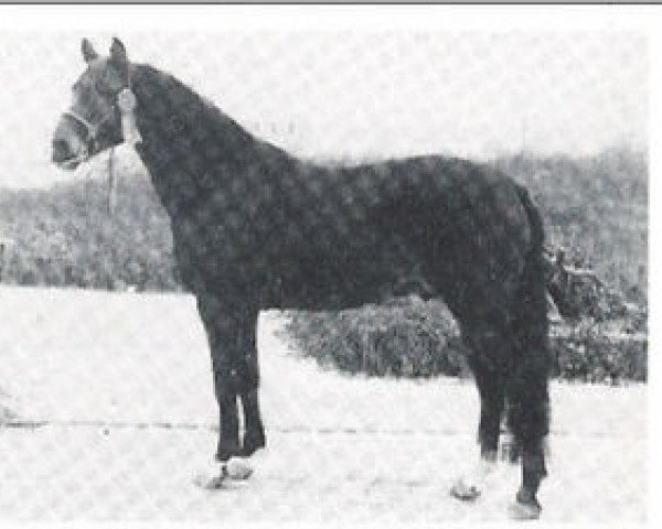 Deckhengst Robijn (New-Forest-Pony, 1975, von Golden Wonder)