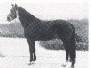 Deckhengst Robijn (New-Forest-Pony, 1975, von Golden Wonder)