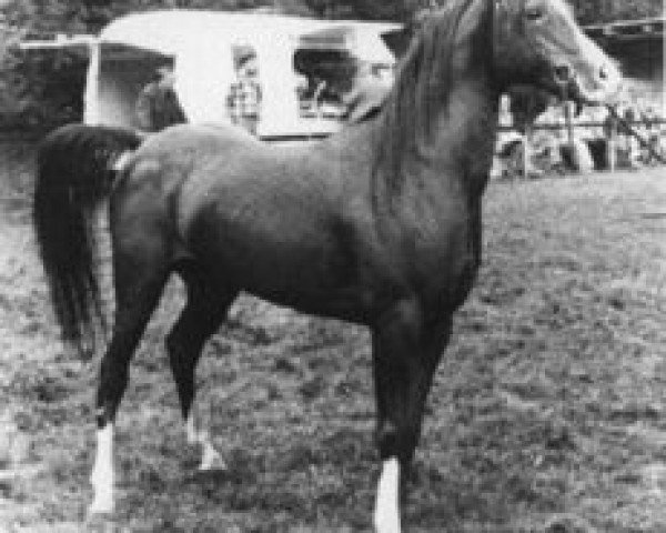 stallion Gromet 1971 ox (Arabian thoroughbred, 1971, from Grojec ox)