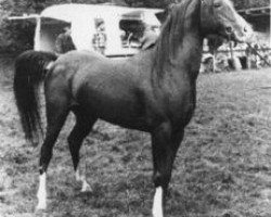 stallion Gromet 1971 ox (Arabian thoroughbred, 1971, from Grojec ox)