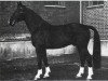 stallion Dömitz I (Hanoverian, 1944, from Dollart)