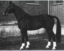 stallion Dömitz I (Hanoverian, 1944, from Dollart)