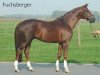 stallion Fuchsberger (Rhinelander, 1999, from Fidermark)