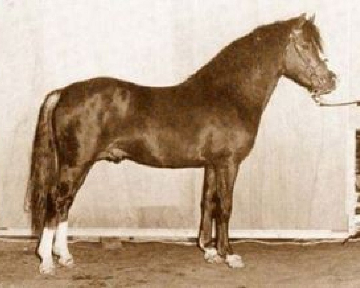 stallion Whatton Copper Beech (Welsh-Pony (Section B), 1976, from Whatton Lord Bruce)