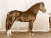 stallion Whatton Copper Beech (Welsh-Pony (Section B), 1976, from Whatton Lord Bruce)