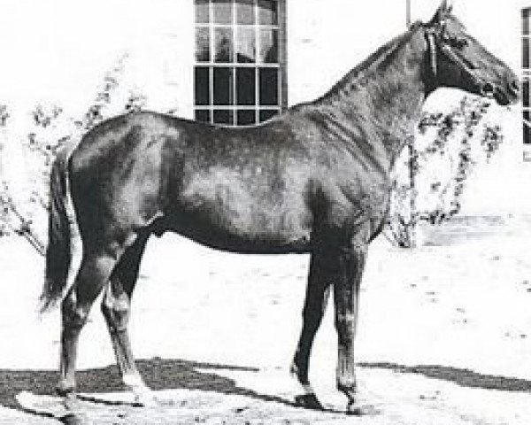 stallion Aviso AA (Anglo-Arabs, 1957, from Royal Nostra 1935 AA)