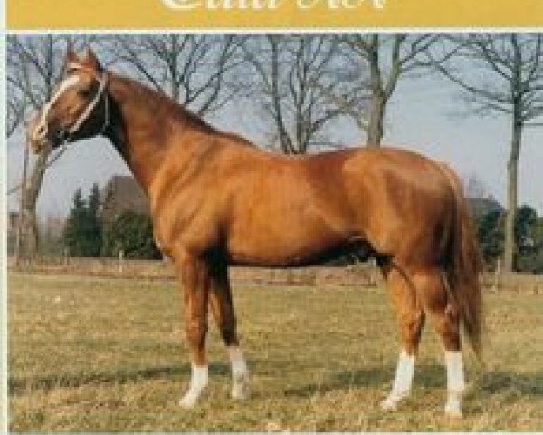 stallion Caid AA (Anglo-Arabs, 1968, from Aviso AA)