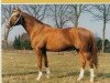 stallion Caid AA (Anglo-Arabs, 1968, from Aviso AA)