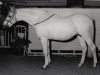 Pferd Bwlch Valentino (British Riding Pony, 1950, von Valentine)