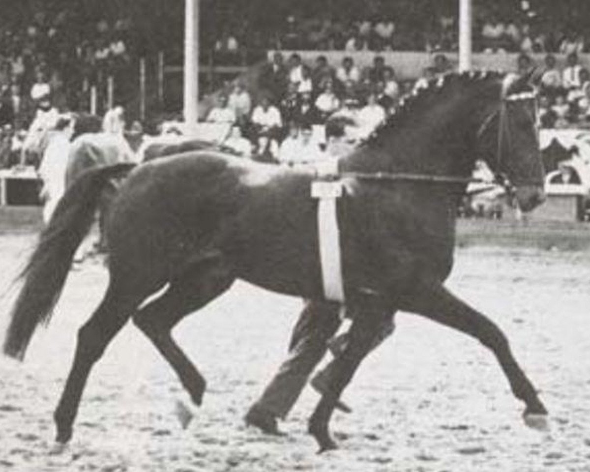 Deckhengst Aldato (Holsteiner, 1958, von Anblick xx)