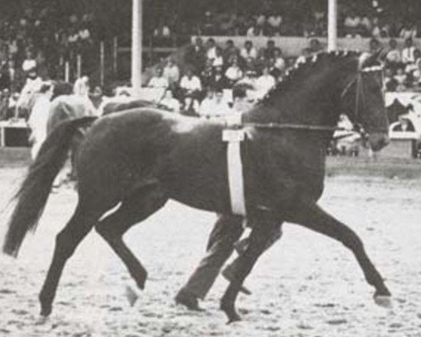 stallion Aldato (Holsteiner, 1958, from Anblick xx)