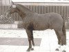 horse Pilatus (Westphalian, 1965, from Perseus)