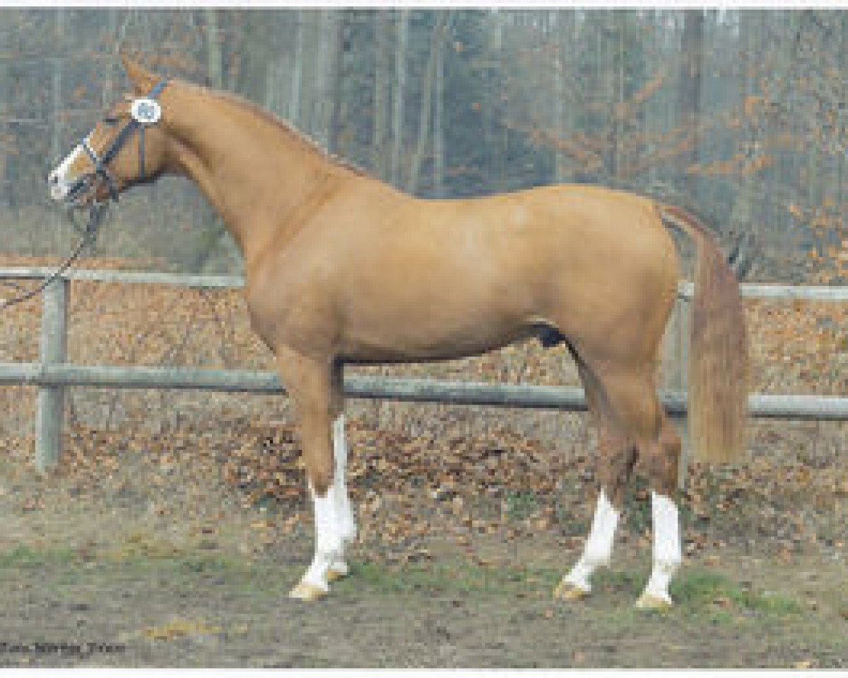 Deckhengst Peking (Westfale, 2001, von Polytraum)