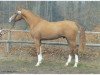 stallion Peking (Westphalian, 2001, from Polytraum)