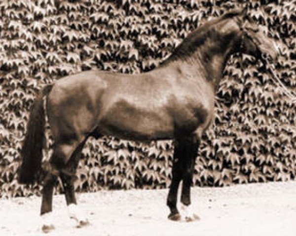 stallion Ehrensold (Westphalian, 1969, from Ehrenschild)