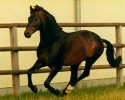 stallion Frühlingsrausch (Westphalian, 1971, from Frühling)