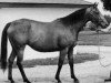 horse My Charmer xx (Thoroughbred, 1969, from Poker xx)