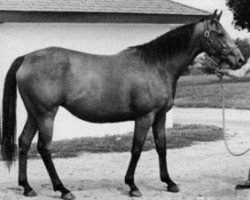 broodmare My Charmer xx (Thoroughbred, 1969, from Poker xx)