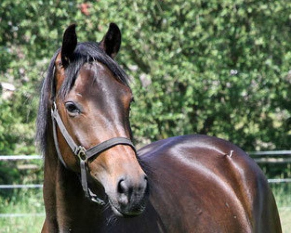 broodmare Allegra (Trakehner, 2009, from Lauries Crusador xx)