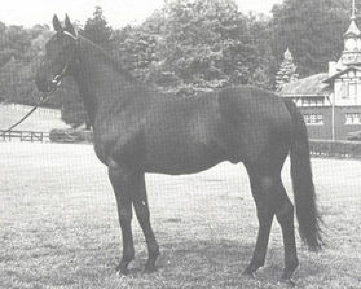 stallion Orsini xx (Thoroughbred, 1954, from Ticino xx)