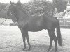stallion Orsini xx (Thoroughbred, 1954, from Ticino xx)