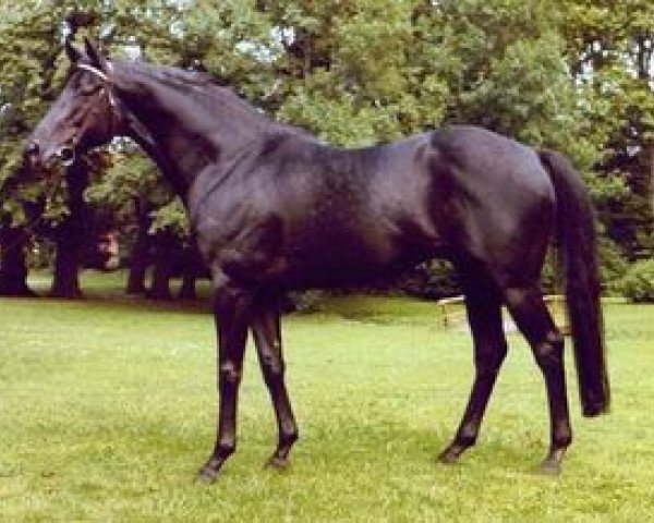 stallion Kronenkranich xx (Thoroughbred, 1972, from Stupendous xx)