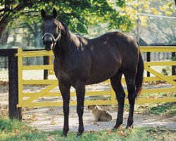 Deckhengst Buckpasser xx (Englisches Vollblut, 1963, von Tom Fool xx)