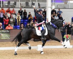 stallion Altanero Lxxvii (Pura Raza Espanola (PRE), 2003, from Palillero III)