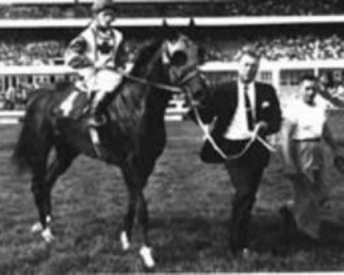 broodmare Ciboulette xx (Thoroughbred, 1961, from Chop Chop xx)