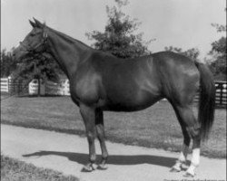 broodmare Almahmoud xx (Thoroughbred, 1947, from Mahmoud xx)