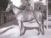 Pferd Natalma xx (Englisches Vollblut, 1957, von Native Dancer xx)