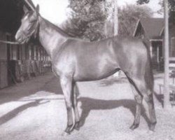 broodmare Natalma xx (Thoroughbred, 1957, from Native Dancer xx)