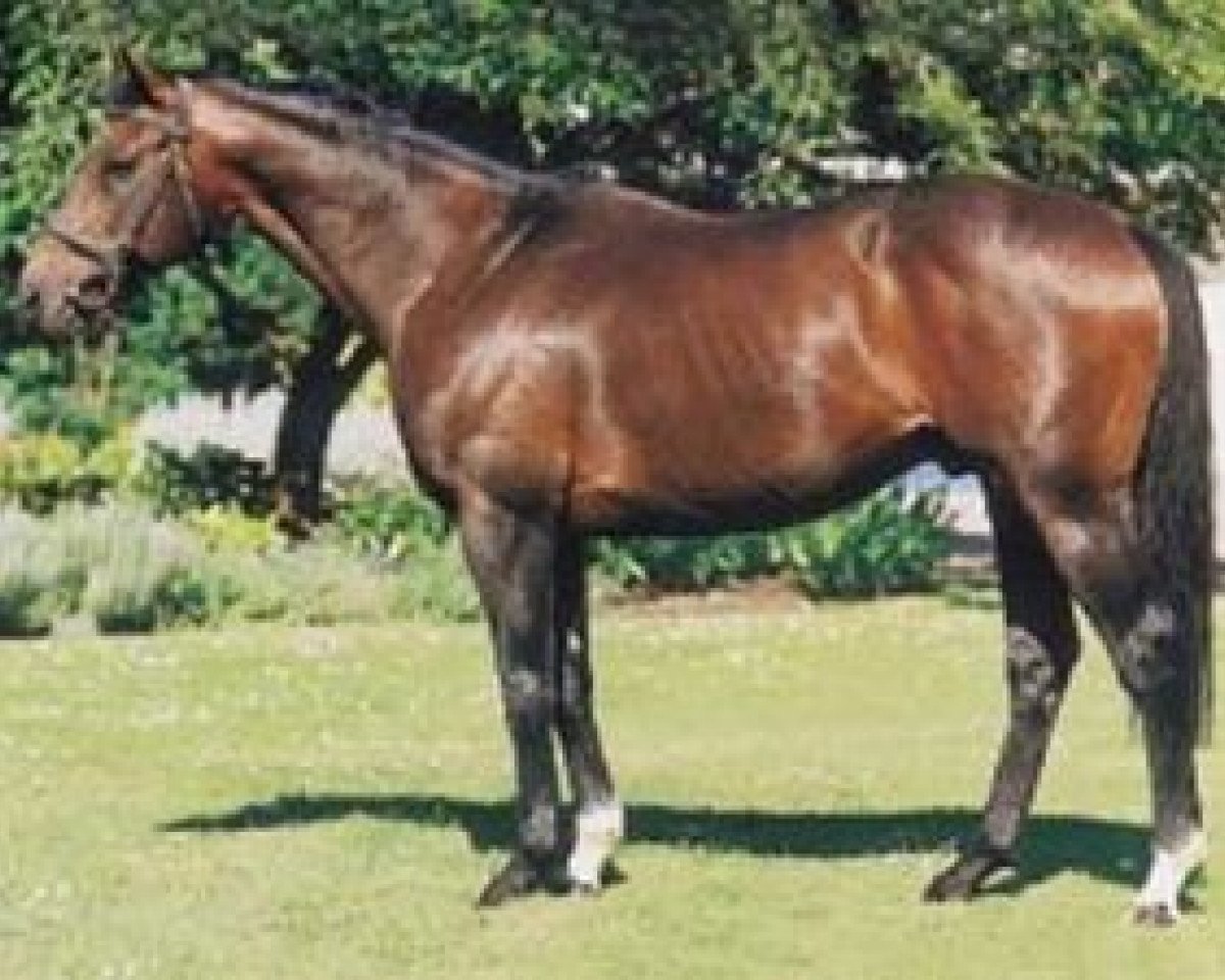stallion Night Shift xx (Thoroughbred, 1980, from Northern Dancer xx)