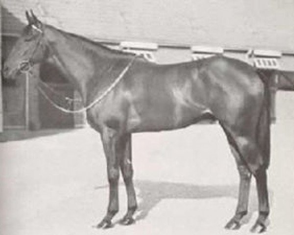 stallion Princely Gift xx (Thoroughbred, 1951, from Nasrullah xx)