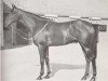 stallion Princely Gift xx (Thoroughbred, 1951, from Nasrullah xx)